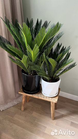 Цикас, пальма, в наличии