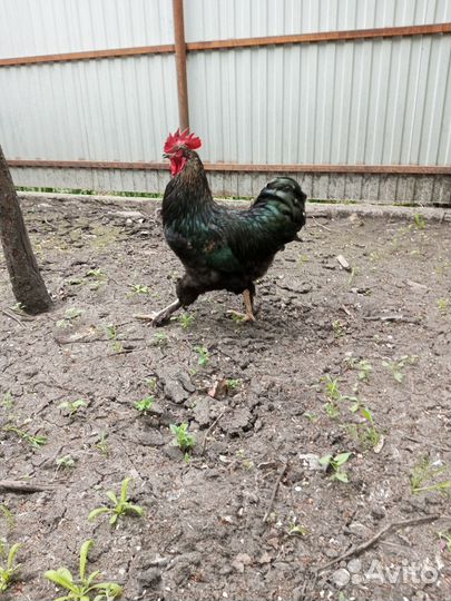 Петухи