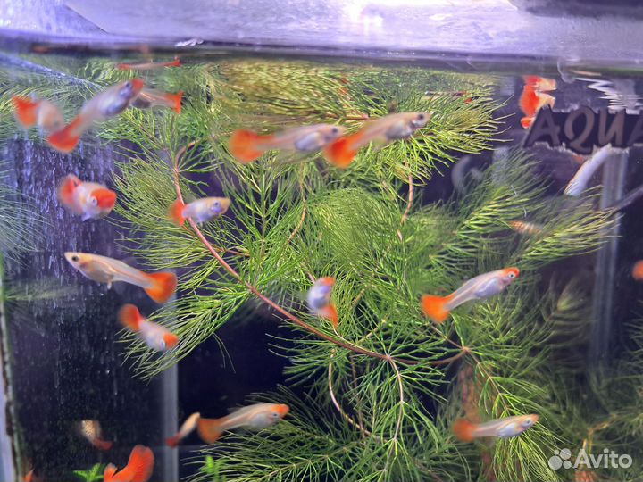 Гуппи Кои золотой,растения,мох,гриндальский червь