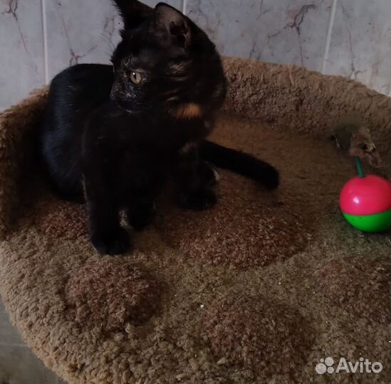 Отдам -Маленькая кошечка черепахового окраса