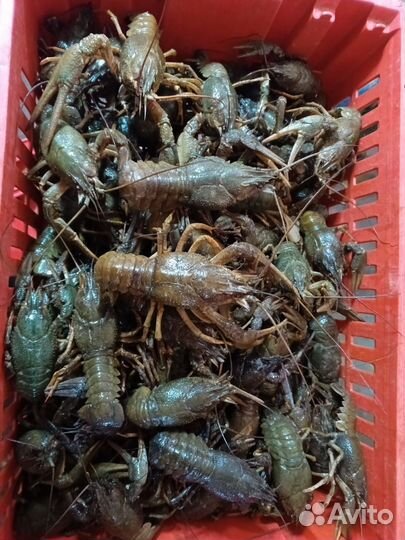 Раки живые и вареные