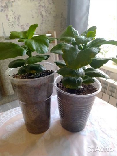 Бальзамин,коланхое,кактусы, пеларгония