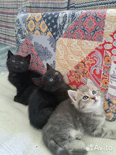 Котята в добрые руки даром