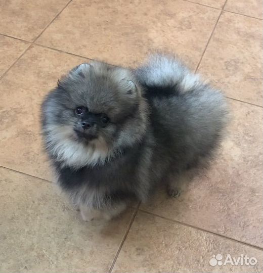 Щенок шпица