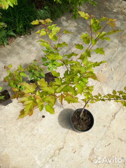 Клён Гиннала, Сахарный