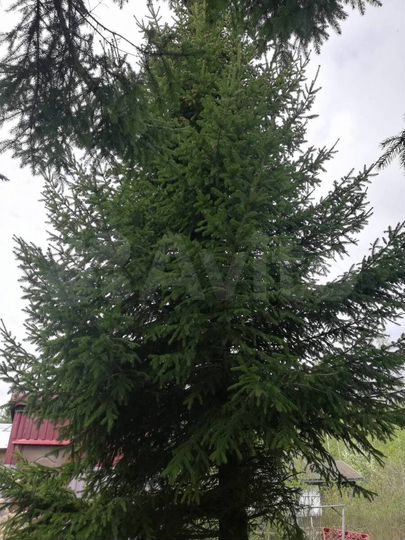 Дача 44 м² на участке 6,66 га