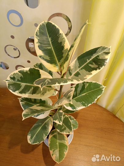 Фикус каучуконосный большой