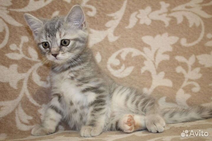 Шотландский котёнок девочка