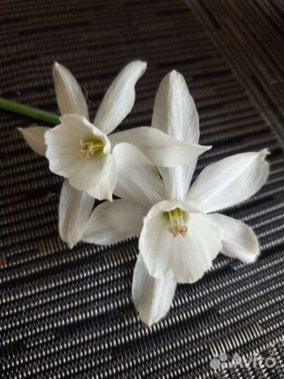 Луковицы нарциссов