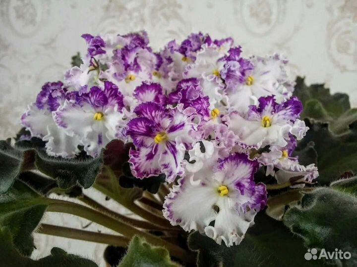 Фиалочки (укорененные листы)