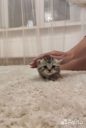 Шотландская кошечка