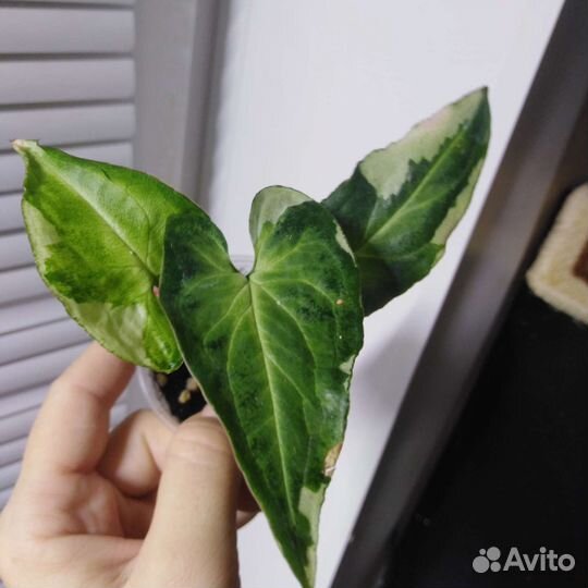 Комнатные растения, цветы разные