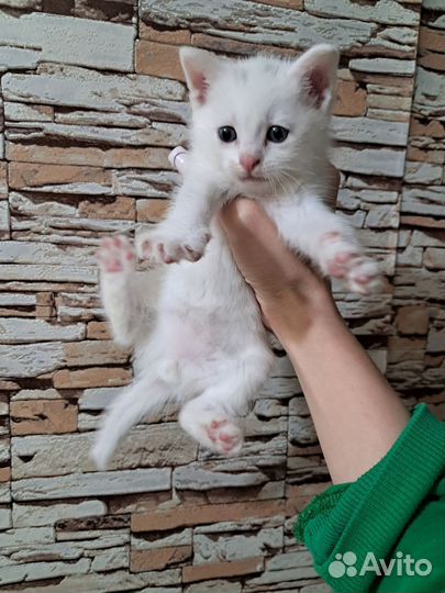 Котик в добрые руки