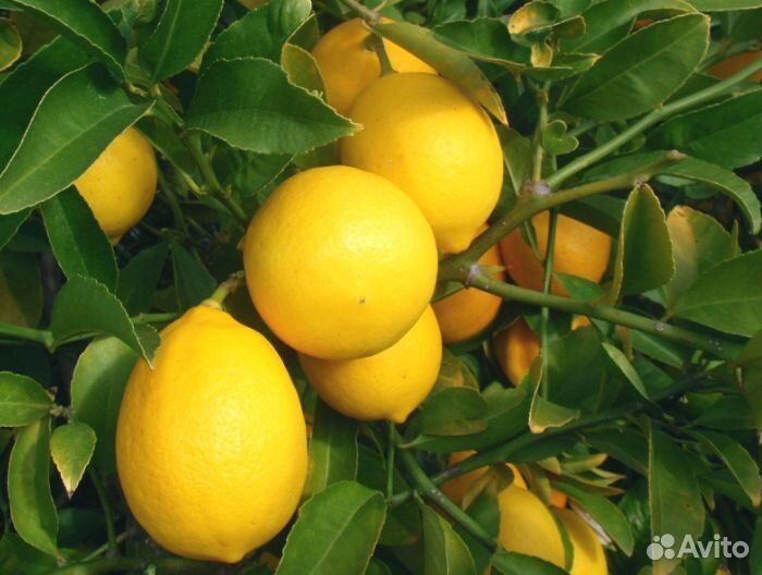 Комнатныи плодовоносящии лимон сорт меиер