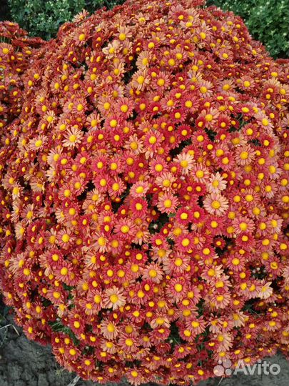 Хризантема мультифлора (шаровидная)