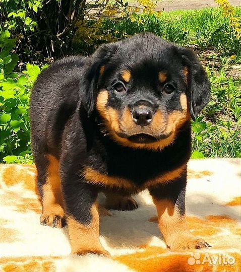 Бомбастики РКФ