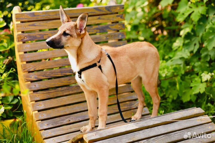 Собака в добрые руки