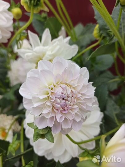 Георгины клубни