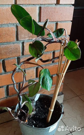 Филодендрон