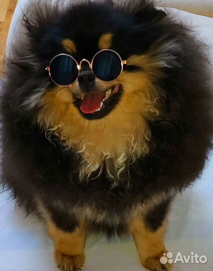 Померанский шпиц медвежьего типа