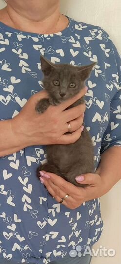 Дымка котёнок