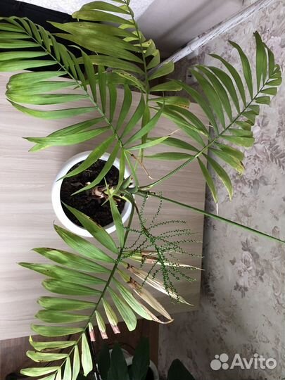 Пальма драцена
