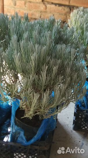 Лаванда узколистная