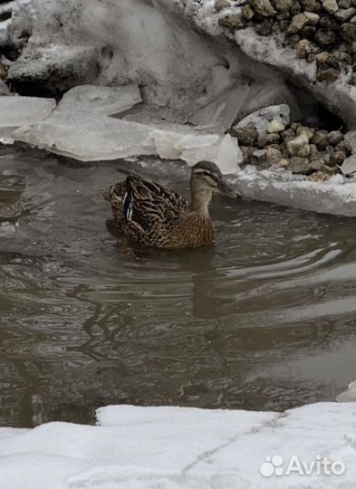 Подсадные утки