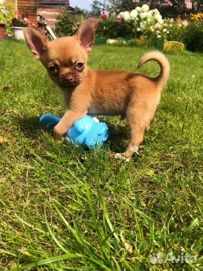 Чихуахуа мини кукольный Пупсик