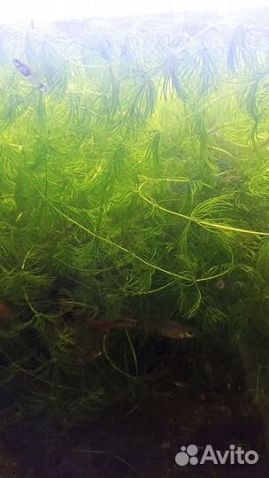 Роголистник