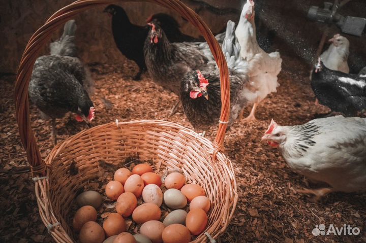 Домашние куриные яйца диетические отборные