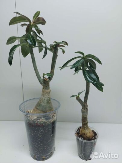 Адениумы привитые