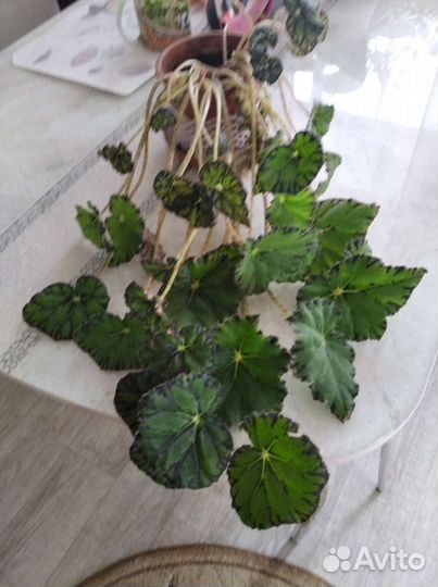 Комнатные цветы