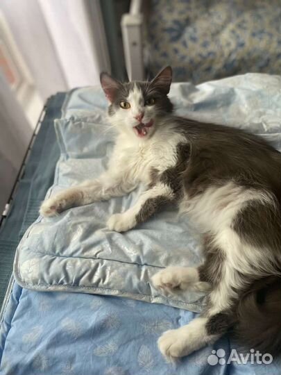 Кошка в добрые руки