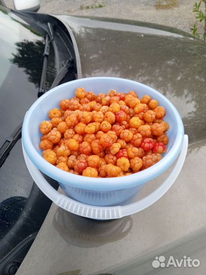 Морошка свежая Ведро 3 литра мурманск