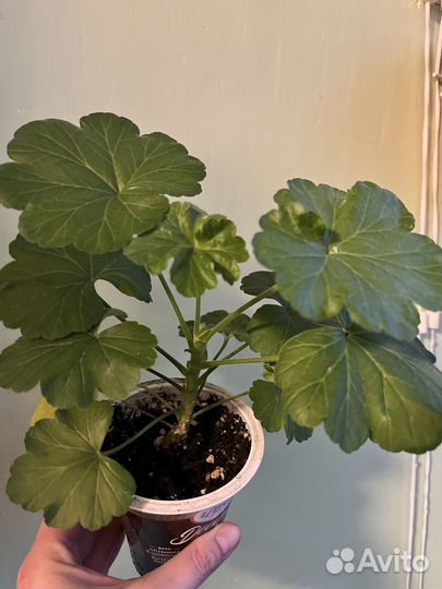 Герань. Красная. Махровая