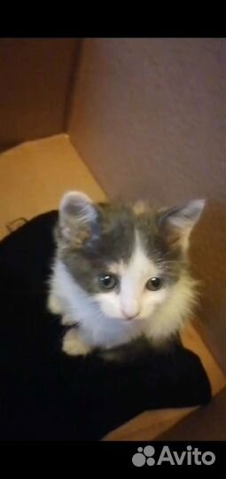 Трехцветная кошка