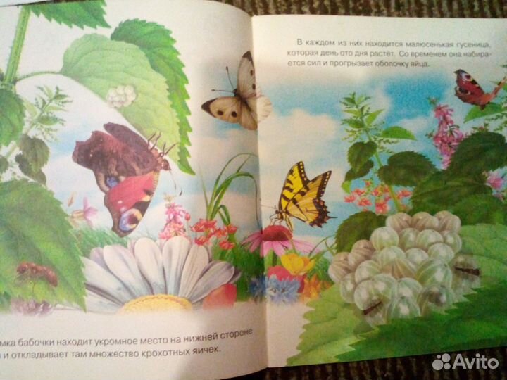 Как появляется