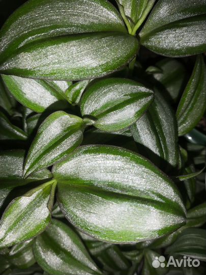 Хлорофитум, Традесканция