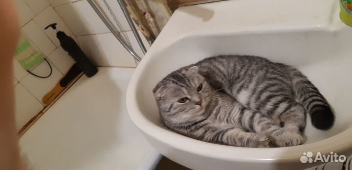 Отдам бесплатно