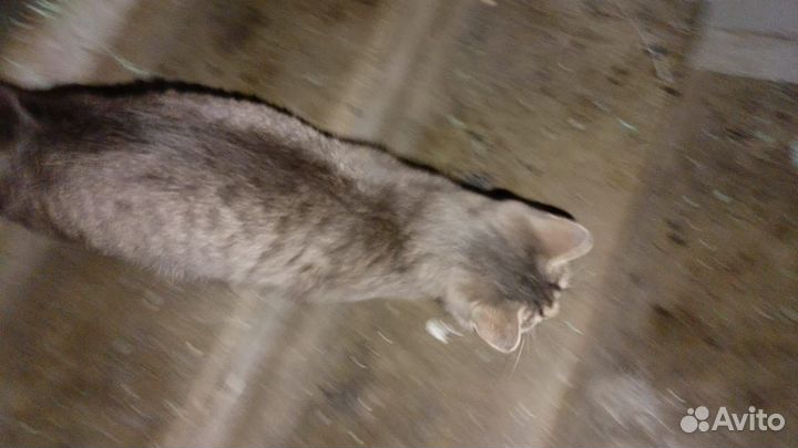 Кошка в дар