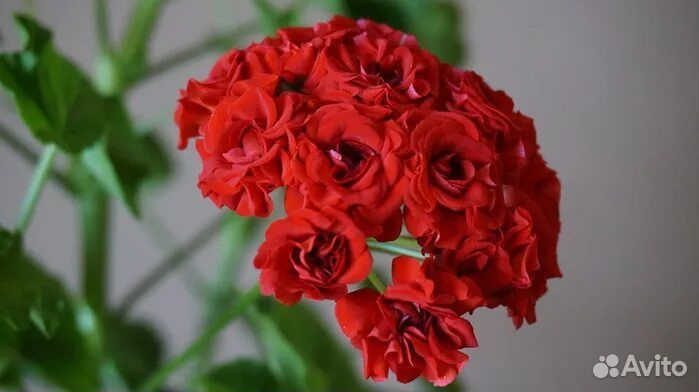 Пеларгония герань