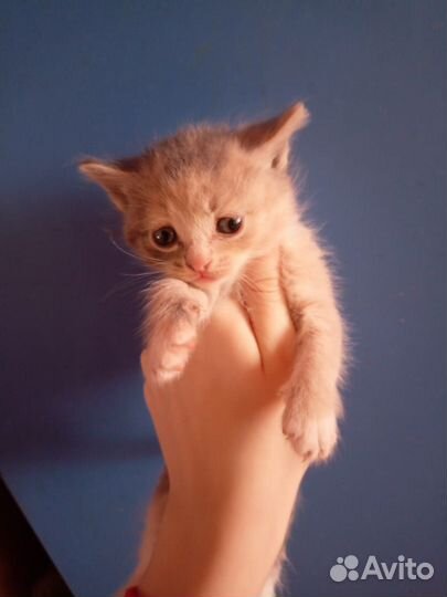 Шотландская вислоухая