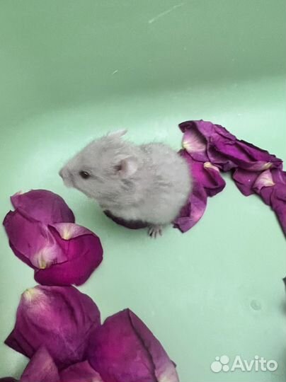 Сирийский хомяк