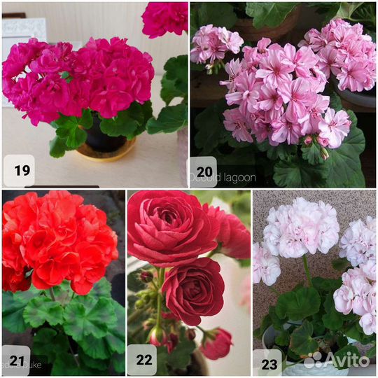 Пеларгония