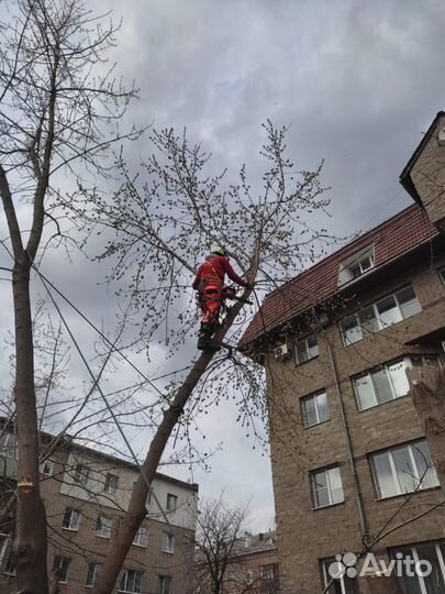 Спил аварийных деревьев