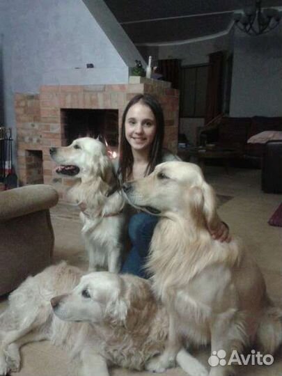 Передержка животных, зооняня, груминг