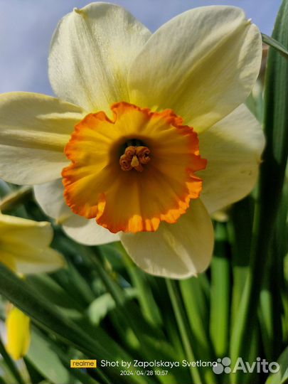 Многолетние цветы