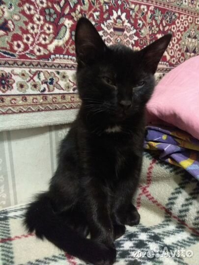 Черный котенок бесплатно