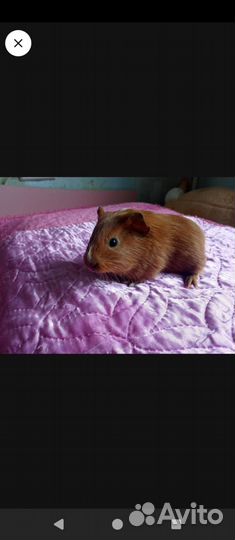 Морская свинка